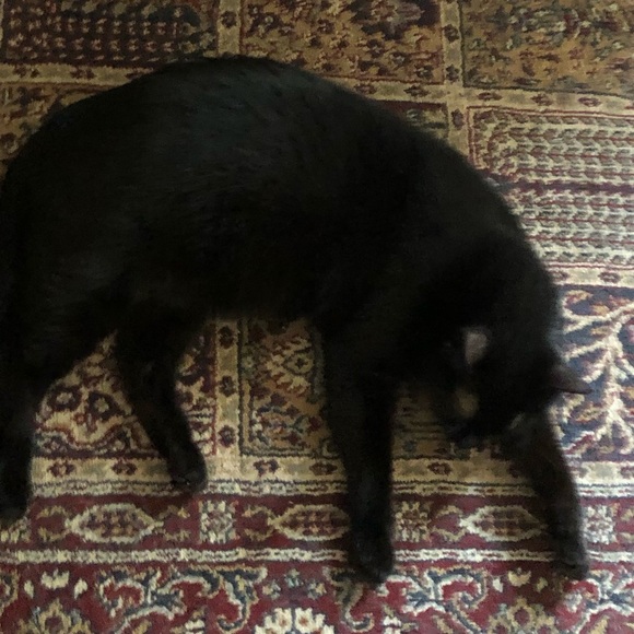 Meet your Posher, Hasna - Picture 1 of 1